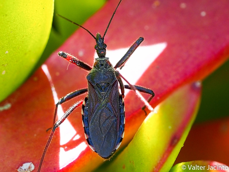 Reduviidae:   Rhynocoris cfr. cuspidatus