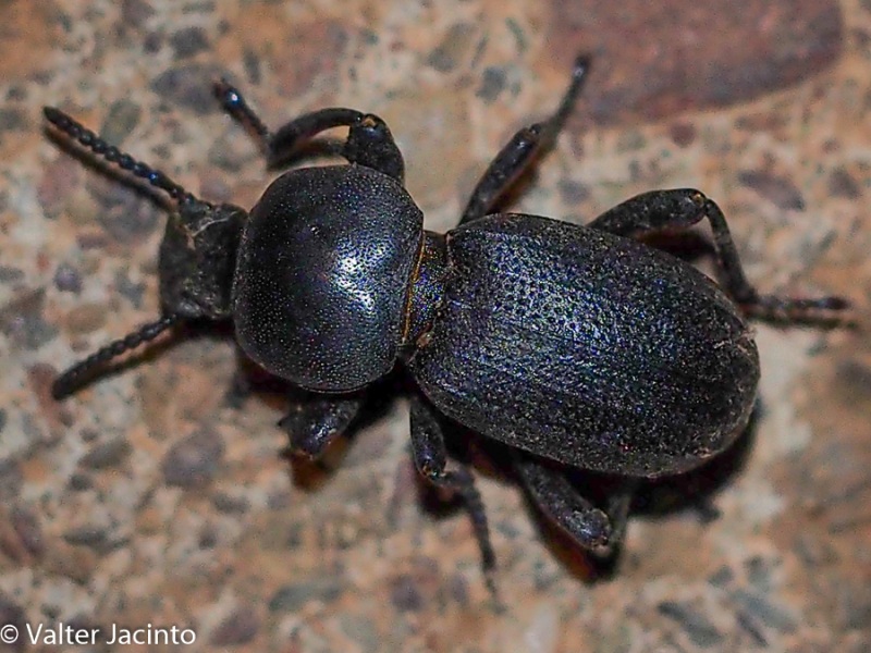 Tenebrionidae:    Scaurus cfr. punctatus