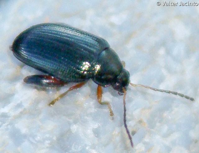 Chrysomelidae - Psyliiodes sp.