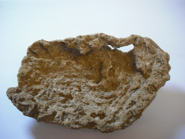 Fossili nel Senese