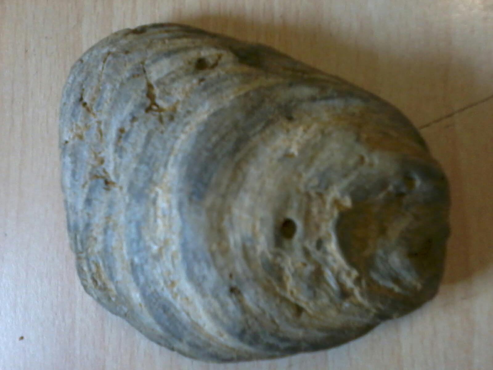 Fossili nel Senese