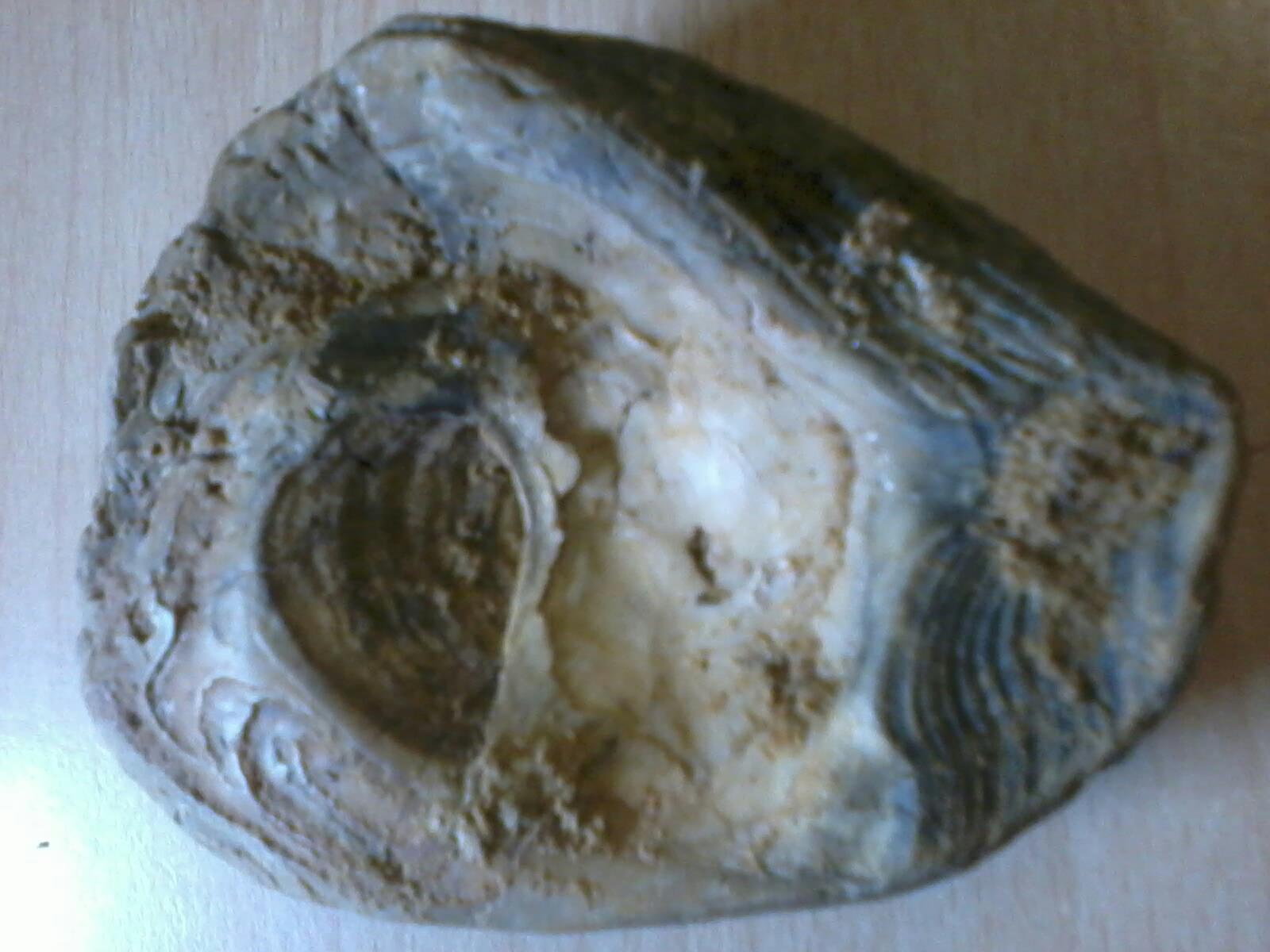 Fossili nel Senese