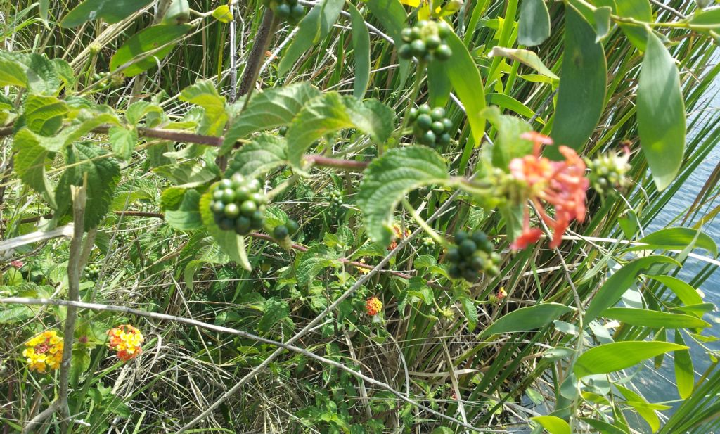 Lantana sp.   -  Australia