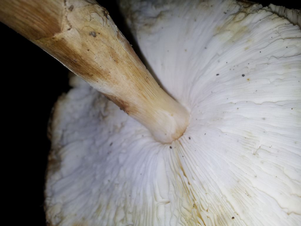 Possibile LEPIOTA ?