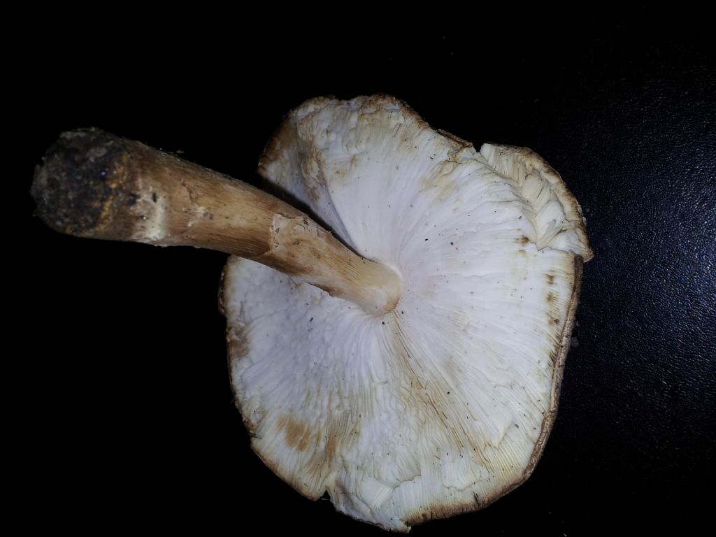 Possibile LEPIOTA ?