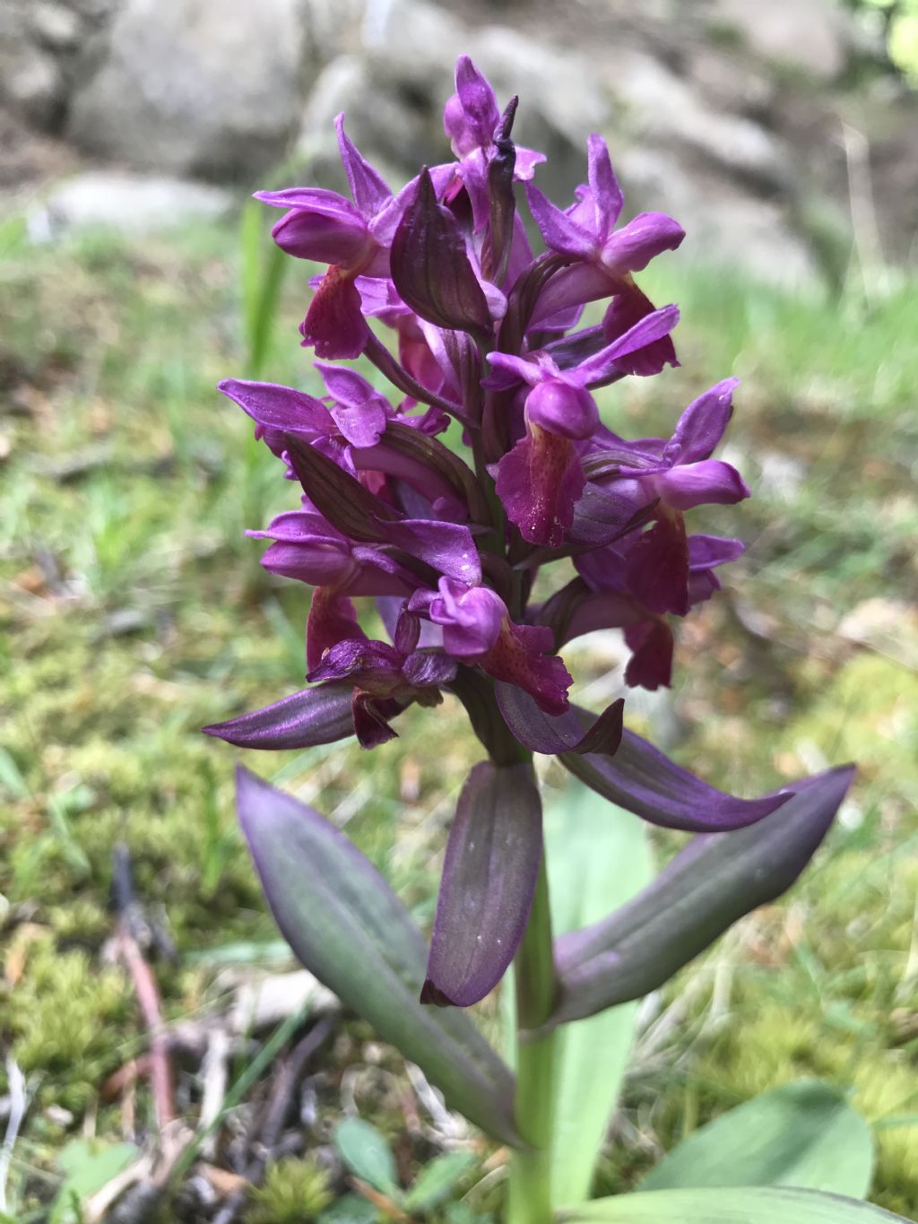 Orchis nel teramano