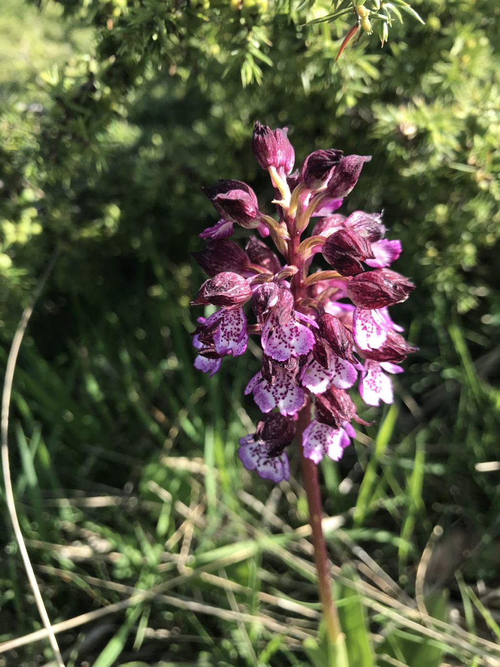 Orchis nel teramano