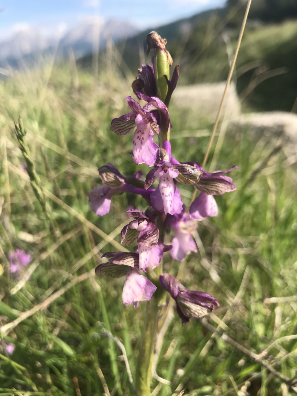 Orchis nel teramano