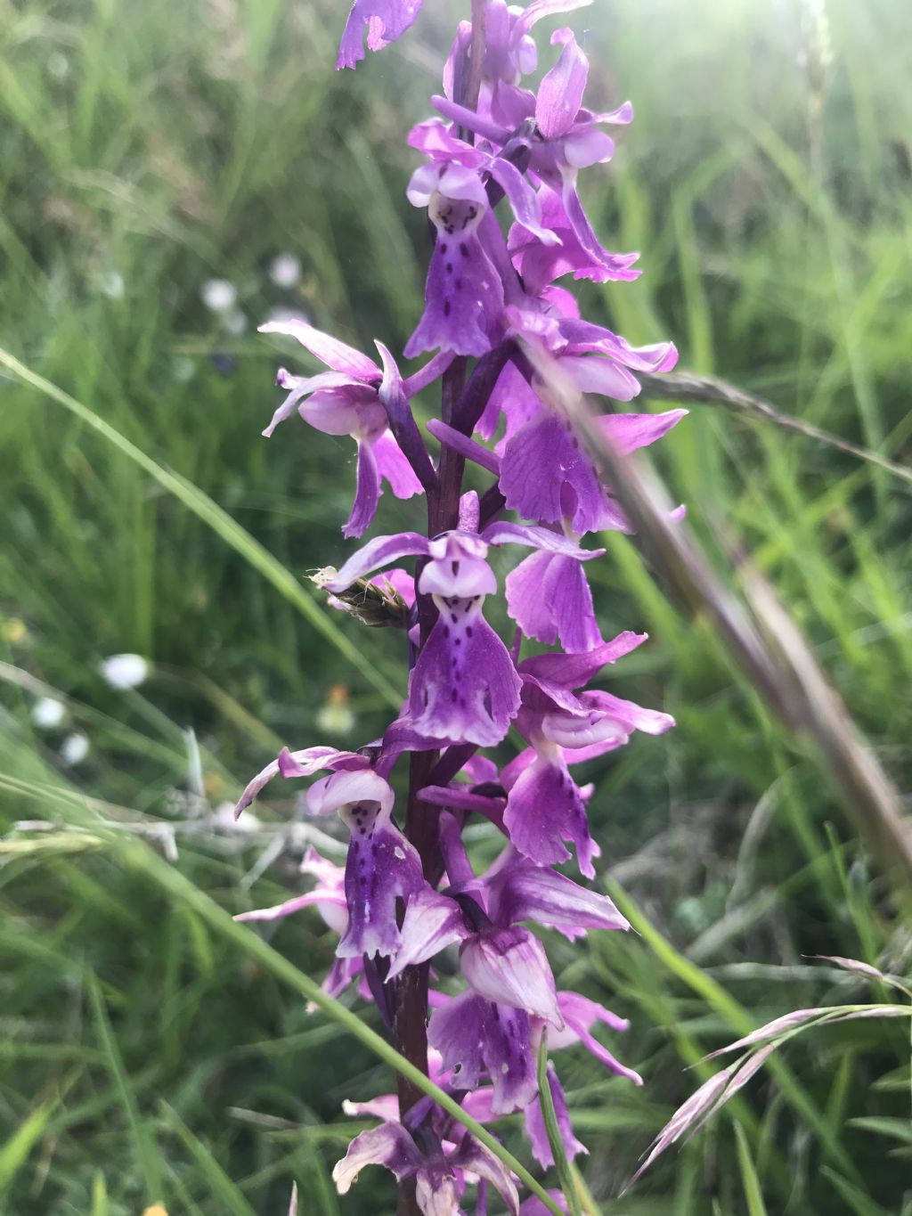 Orchis nel teramano