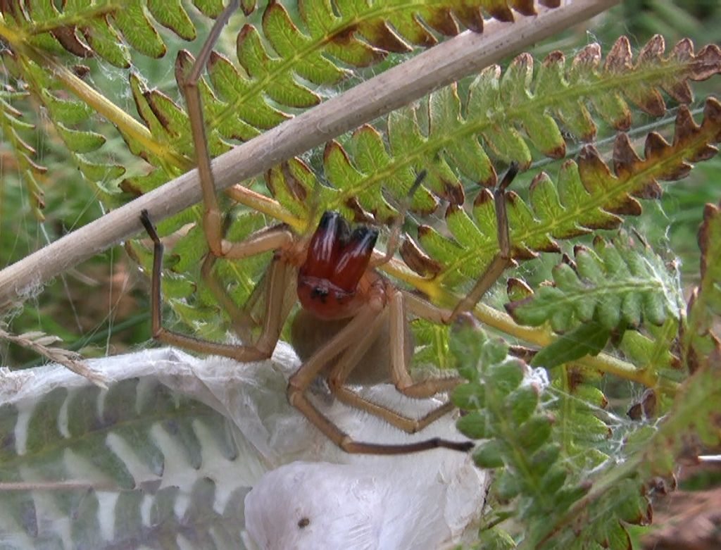 Cheiracanthium punctorium - San Giovanni Rotondo (FG)