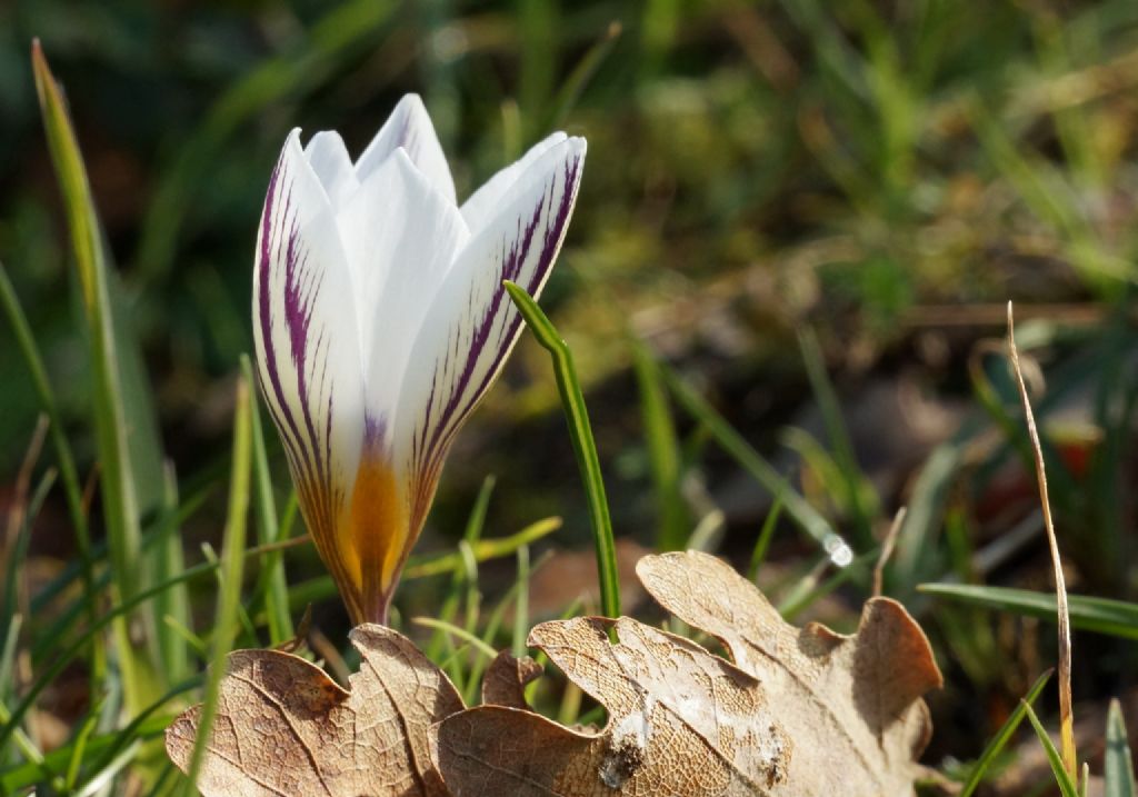 Crocus biflorus