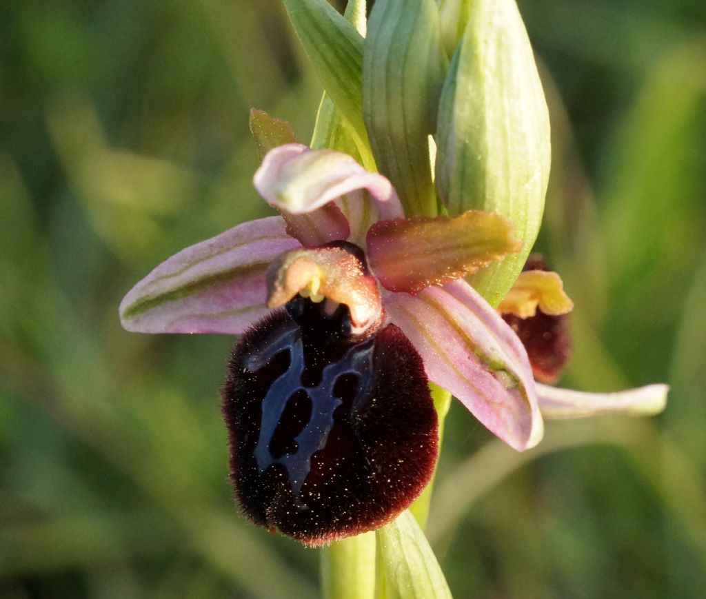 Ophrys sipontensis