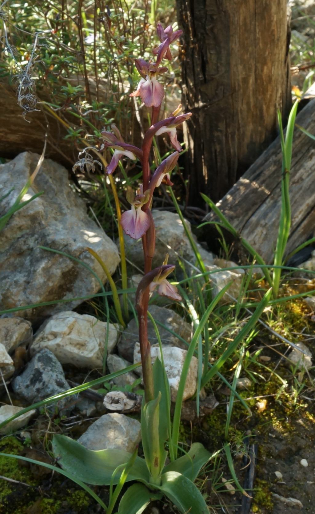 Anacamptis collina