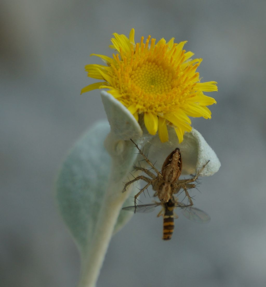 Oxyopes cfr. lineatus  - Gargano (FG)