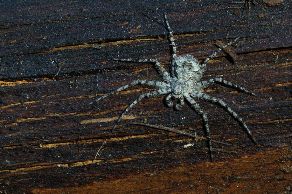 Philodromus margaritatus - Foresta Umbra (FG)