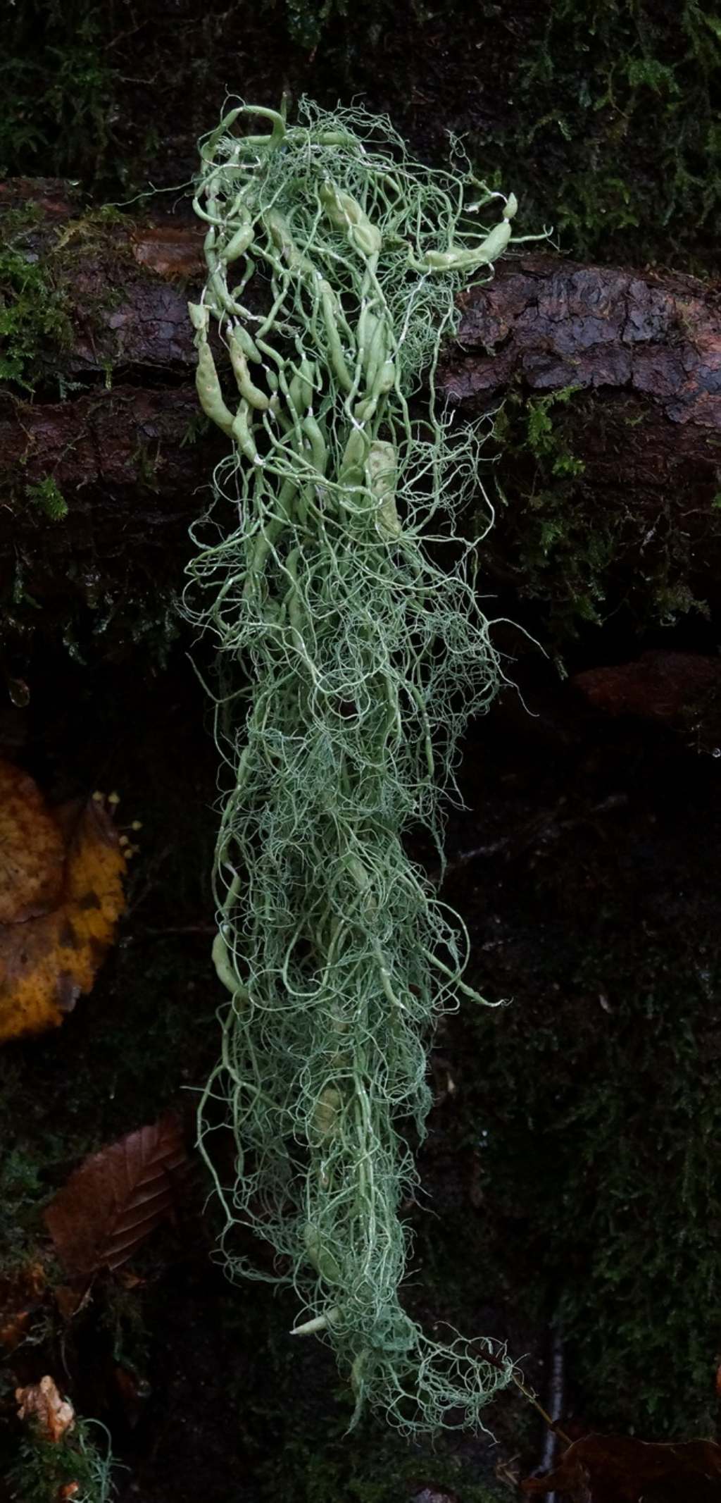 Lichene della Foresta Umbra