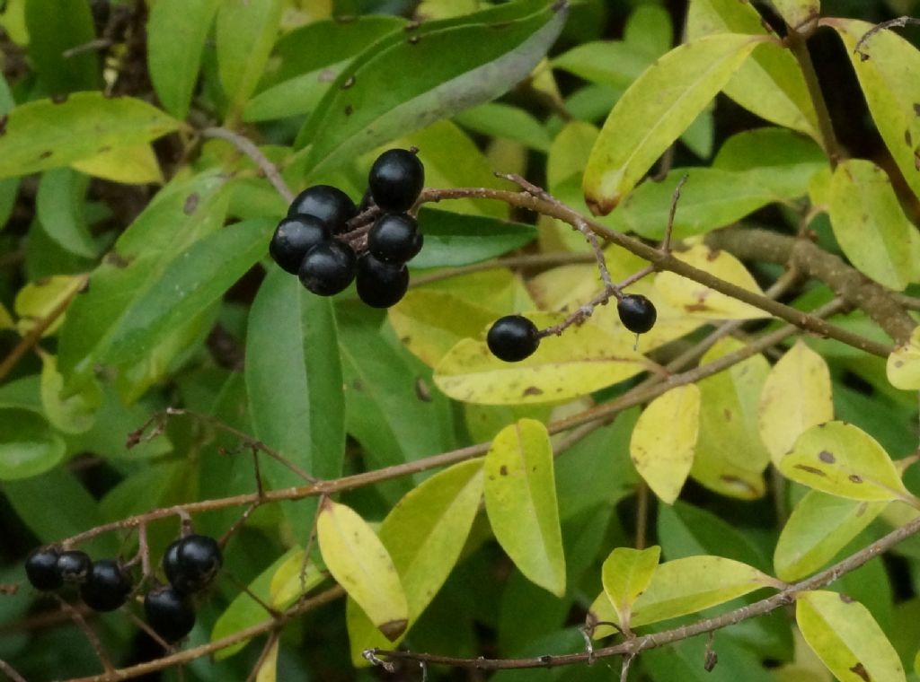 Ligustrum vulgare ?