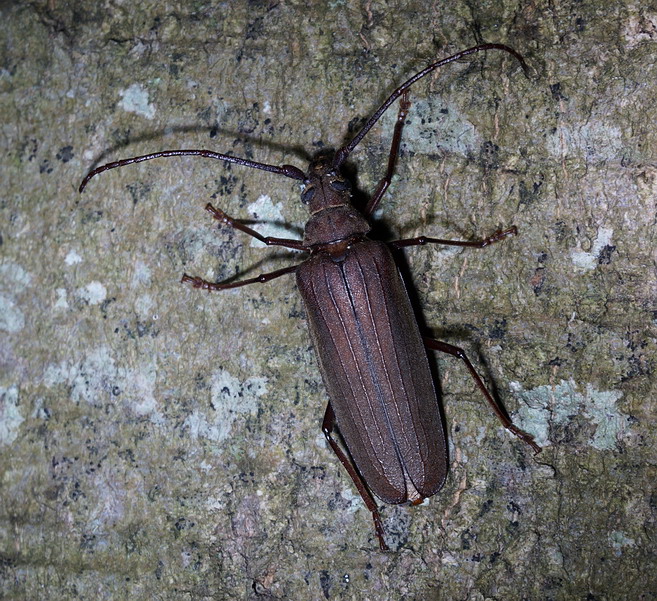 Cerambyicidae: Aegosoma scabricorne