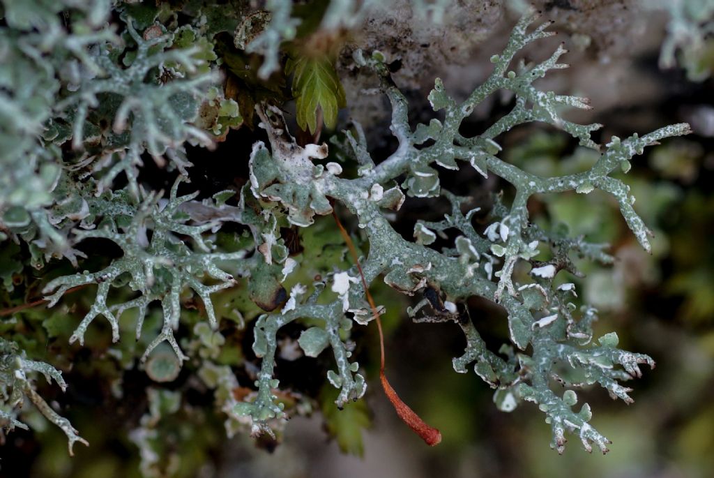 Cladonia rangiformis?