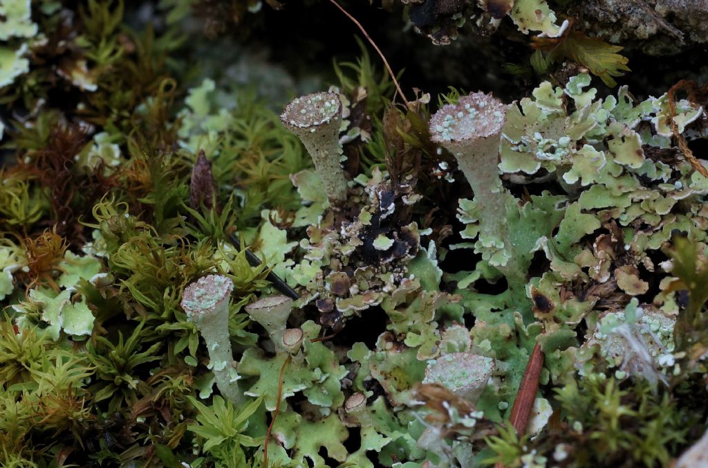 Cladonia sp?