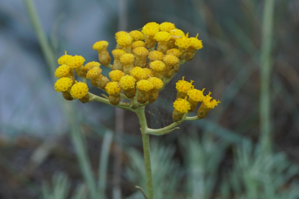 Helichrysum italicum ?    S !