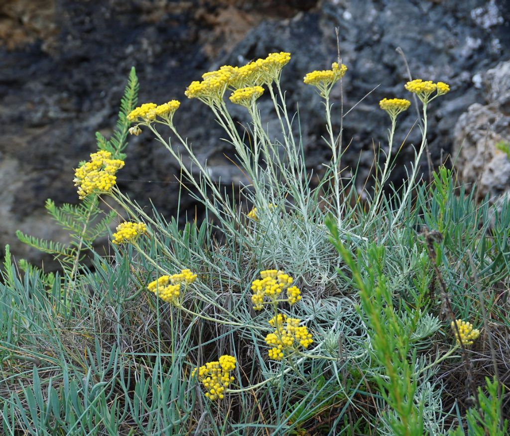 Helichrysum italicum ?    S !