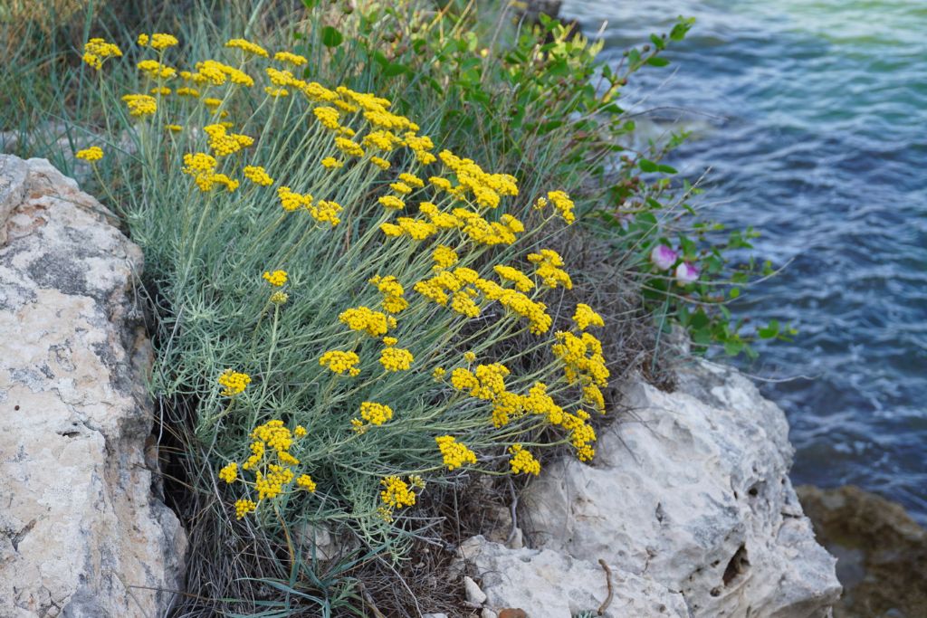 Helichrysum italicum ?    S !