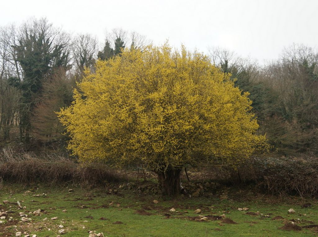 Corniolo?  S, Cornus mas