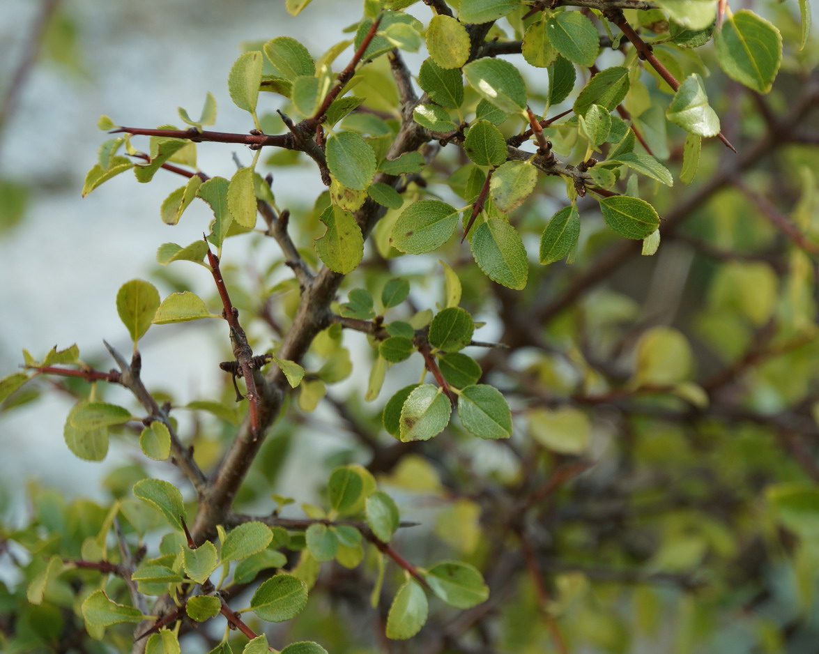 Biancospino? no, Rhamnus saxatilis