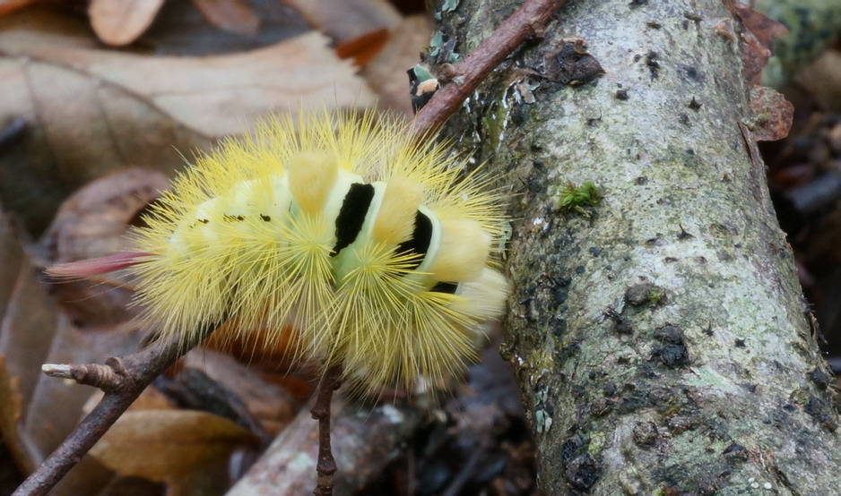 Bruco di che specie? Calliteara pudibunda, Erebidae Lymantriinae