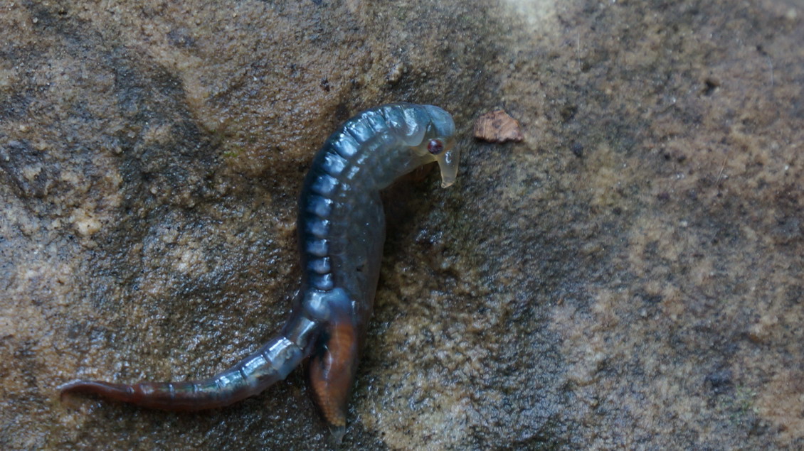 Chirocephalus diaphanus - crostaceo anostraco