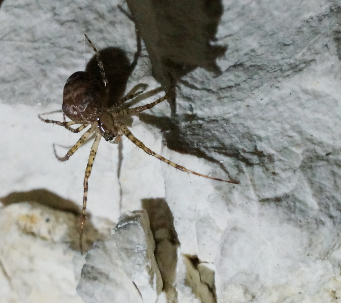 Metellina sp. - Vico del Gargano (FG)