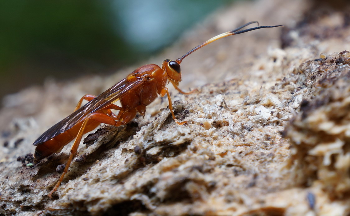 Ichneumonidae:  Lymantrichneumon disparis, femmina