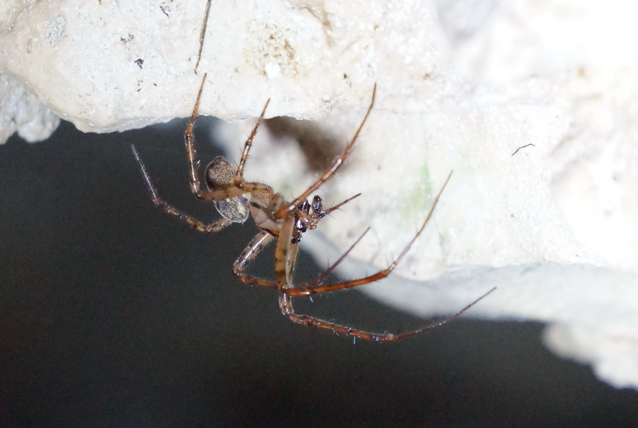 Metellina merianae - Vico del Gargano (FG)