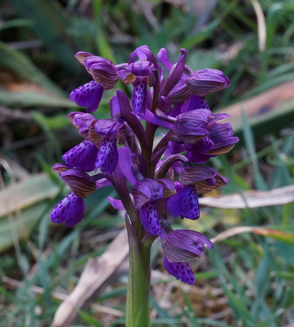 Anacamptis morio