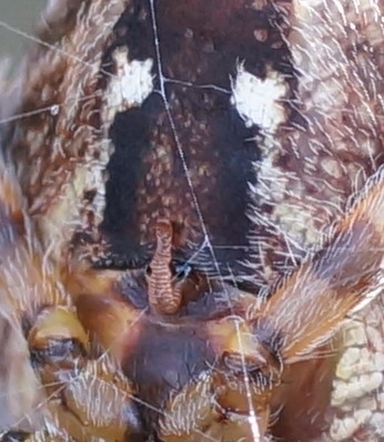 Araneus diadematus - San Giovanni Rotondo (FG)