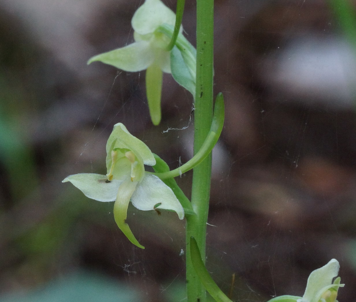 Che orchidea ?