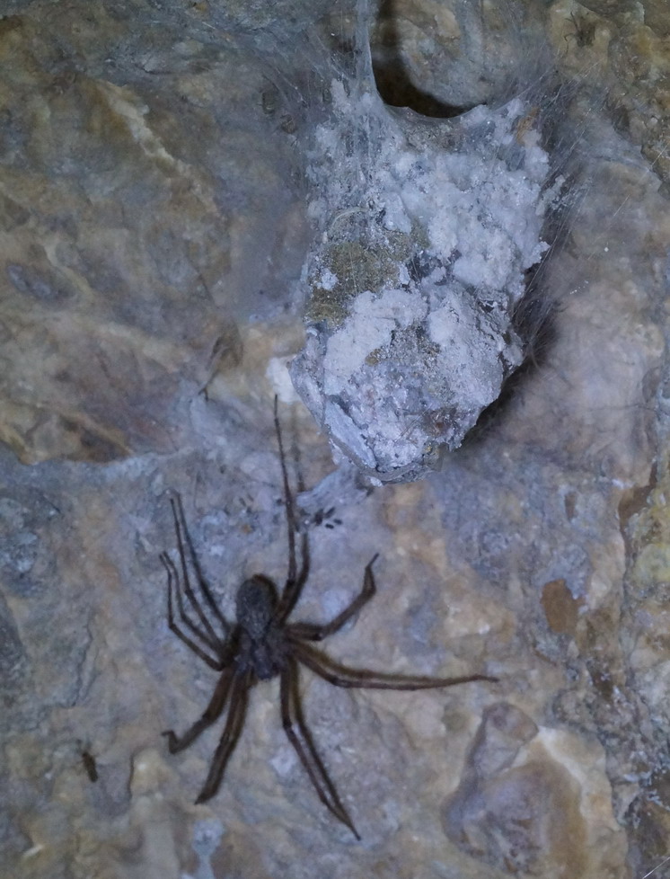 Tegenaria parietina - Monte Sant''Angelo (FG)