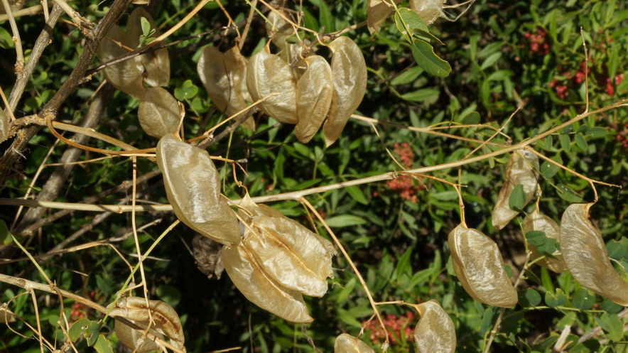 Colutea arborescens  (Fabaceae)