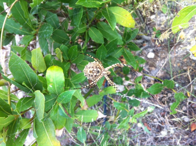 Argiope lobata - Barletta (BT)