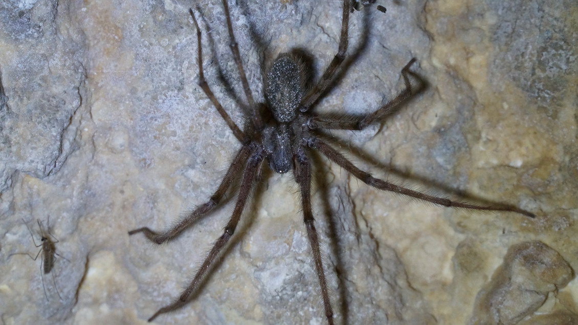 Tegenaria parietina - Monte Sant''Angelo (FG)