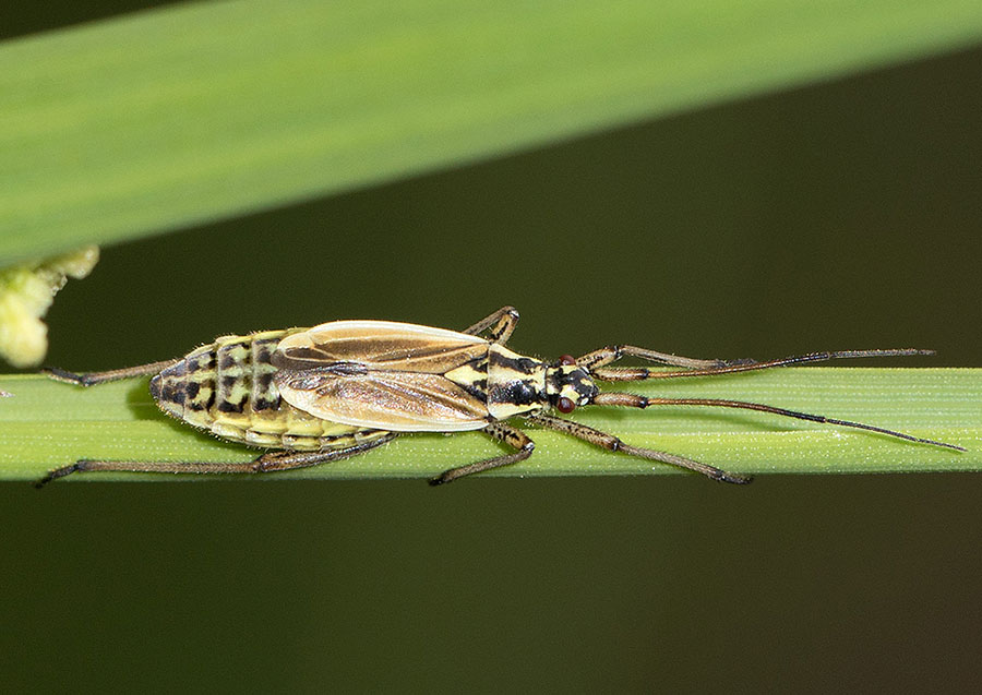 Miridae dell''Appennino ligure:  : Leptopterna dolabrata