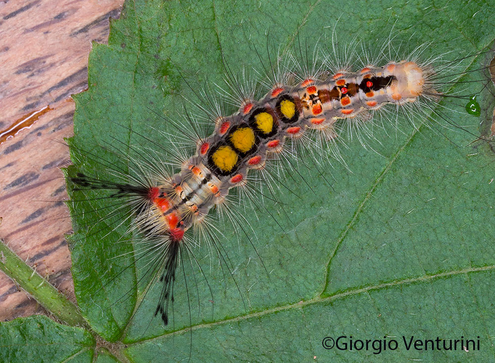 sviluppo Orgyia antiqua, dalle uova agli adulti