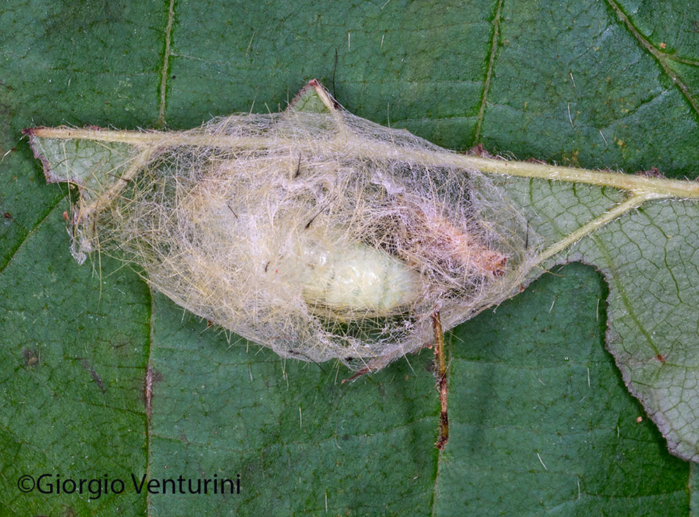 sviluppo Orgyia antiqua, dalle uova agli adulti