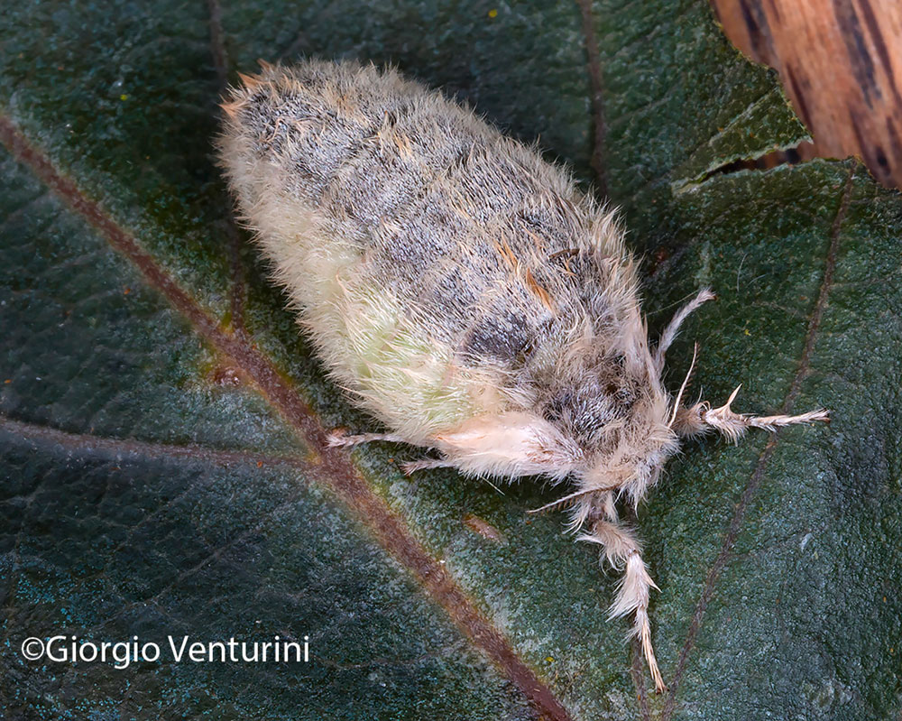 sviluppo Orgyia antiqua, dalle uova agli adulti