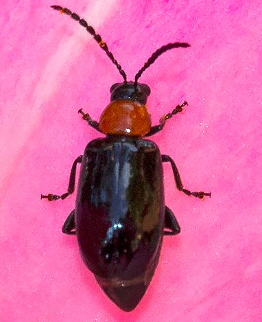 Chrysolelidae:  cfr. Aphthona sp.