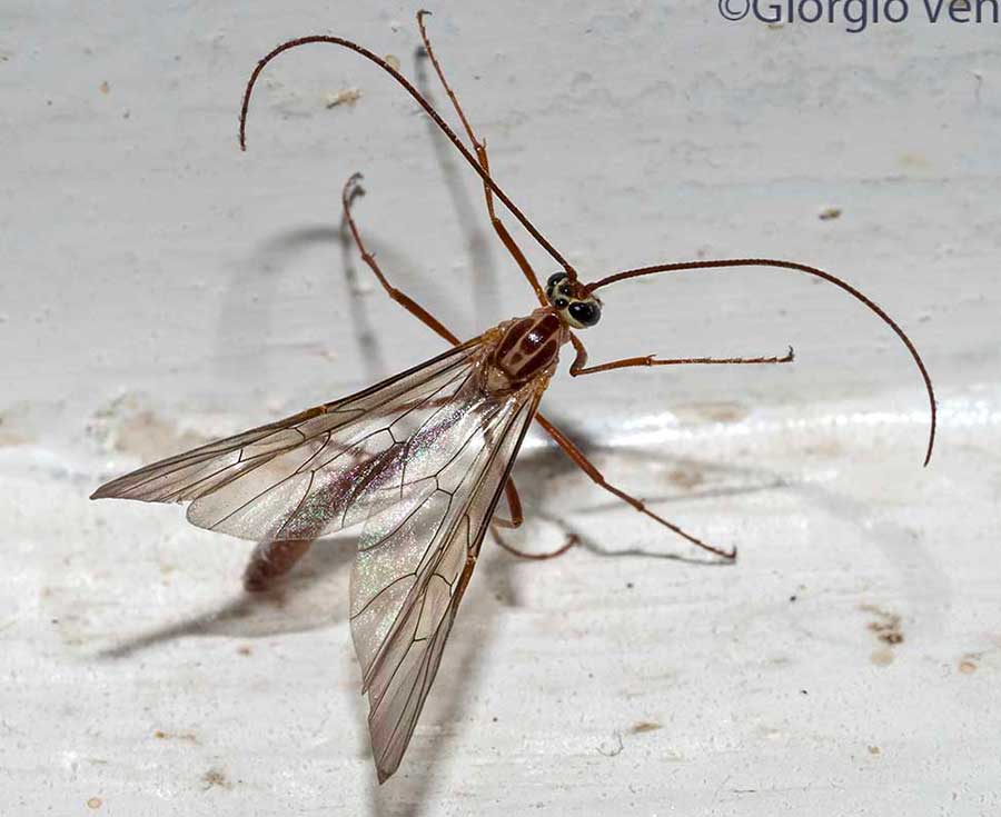 Ichneumonidae: Ophion sp.