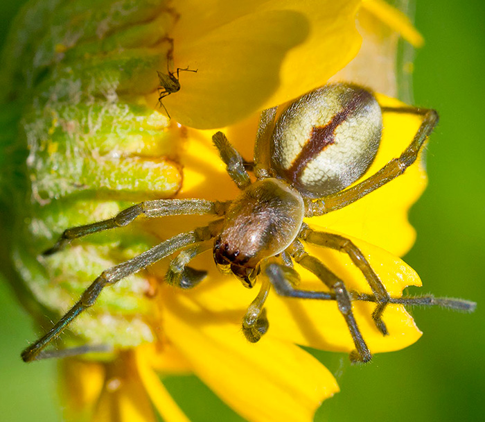 Cheiracanthium sp. - Tolfa (RM)