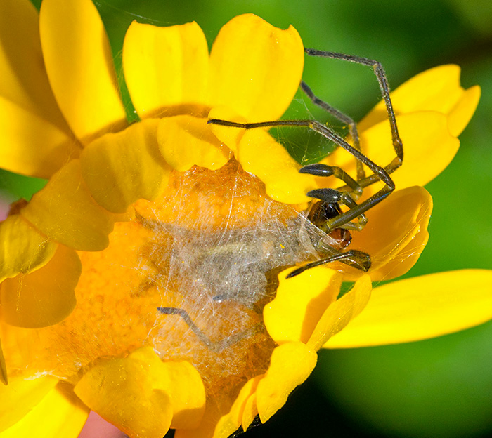 Cheiracanthium sp. - Tolfa (RM)