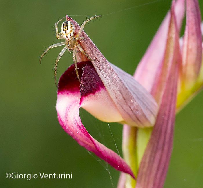 Mangora acalypha - monti della Tolfa (RM)